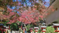 鞍馬寺・・・紅葉の眺めに