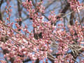 [10]長姫の江戸彼岸桜