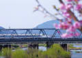 桂川堤と二条城の桜と花たち