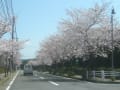 長崎の桜