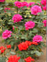 敷島公園のバラの、彩、色　A