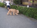 お泊り犬、朝夕のお散歩（わんわん柏） 