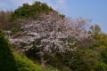 4月2日(金)晴、山頂公園のサクラ、橫浜公園のチューリップを撮り歩きでです。