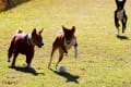 2018年 Basenji OFF会