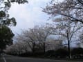 佐賀市の桜情報2・・・です