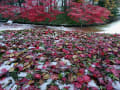 八郎沼公園・紅葉＆雪 ２０１６年１１月１２～１３日