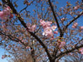 河津桜・・・南町公園～咲き始めました。