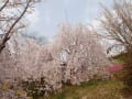 神山森林公園でのお花見”