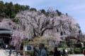 山梨県身延、久遠寺の枝垂桜