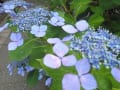 2019年6月久安寺の紫陽花と青紅葉の写真で作成