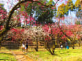 京都　北野天満宮の梅林　