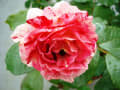 平成２３年に咲いたバラ