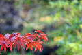 たかおかの紅葉