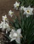 スイセンnarcissus spp