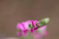 7月7日ネジバナ　大雨の中の開花