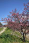 石手川公園の桜