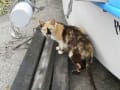 [34]ねこ