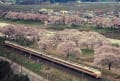 秘蔵記録　桜街道　東北本線船岡を行く