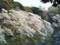 千鳥ヶ淵の桜