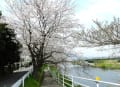 大磯　花水川～高麗山の桜が満開です