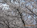 [4]2012-04-07豊橋公園 004.jpg