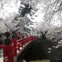 弘前城　―　桜の頃　―