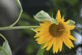 向日葵 太陽花 ひまわり ７月が旬の花