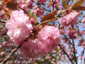 [38]0409-1551公園広場端の八重桜4.jpg