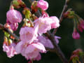 京都　桜だより　梅小路公園②