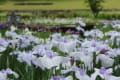 万博公園の花菖蒲