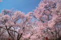 高遠の桜　2013