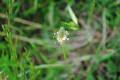 多摩川の植物：８月～９月：その２