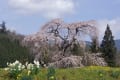 与一野の枝垂れ桜　170415