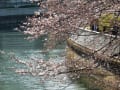 今日は花尽くし＝桜情報と春の花々