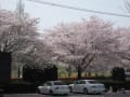 桜の花シリーズ