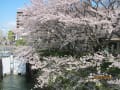 びわ湖周辺、桜の名所七カ所巡り（3）2014　4.14  