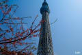 東京スカイツリーと桜