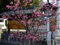 [7]201303鎌倉宮桜１a.jpg