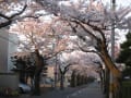 悪天候の中頑張った松陰の桜並木