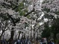 上野恩賜公園と不忍池の桜