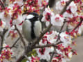 江戸川(松戸市近辺)周辺の野鳥