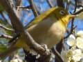 羽根木公園の梅とメジロ