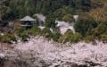 滋賀の桜風景