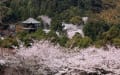 滋賀の桜風景