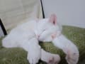 白雪猫です！