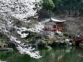 醍醐寺と勧修寺の桜