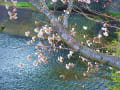 三井山の桜