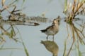 アメリカウズラシギ　他府県にて