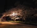 [44]2015開成山公園の夜桜 (7).JPG