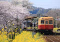 小湊鉄道　桜と菜の花の駅　（千葉県）